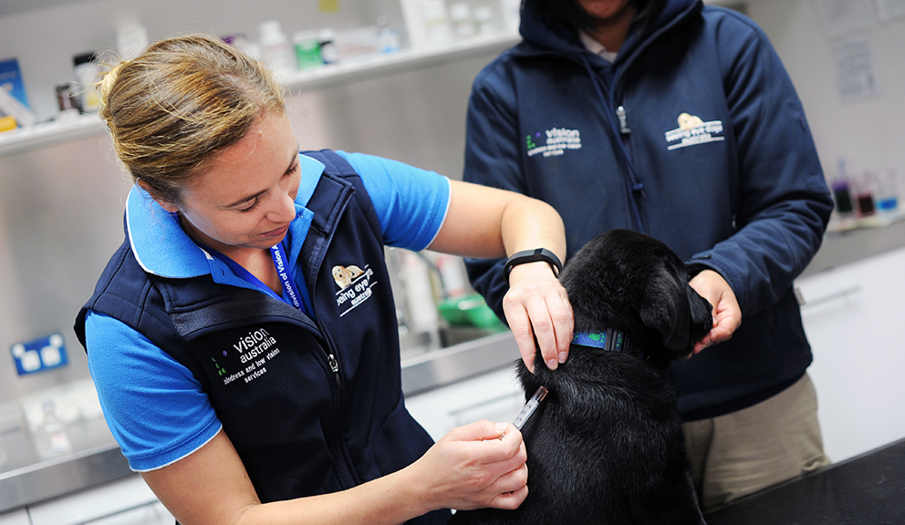 Seeing Eye Dog vet treating a Seeing Eye Dog puppy in training