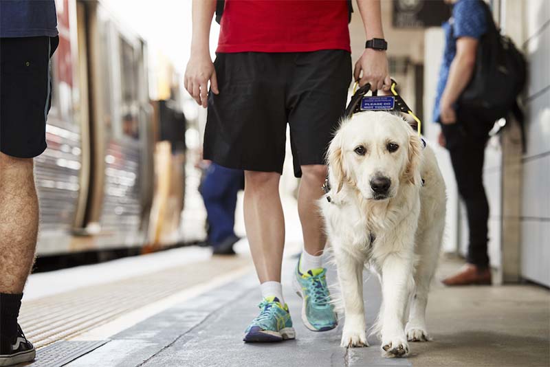 A seeing guide dog guides a person through a busy train station