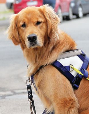 Reba, golden retriever seeing eye dog in harness, looking at the camera