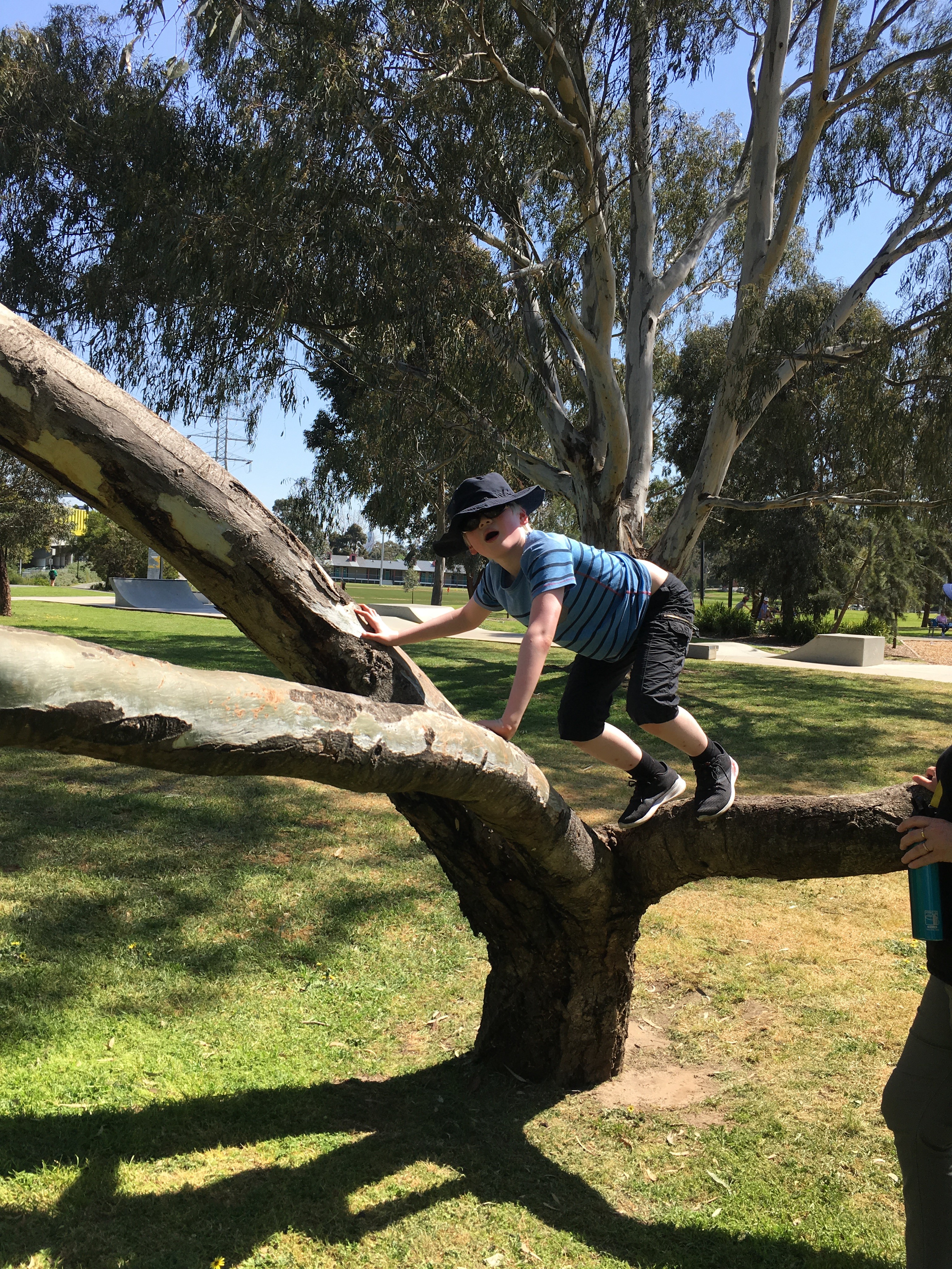 Boy climbing on a tree branch at a local park nearby