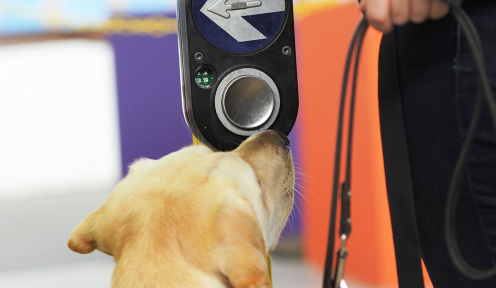 A Seeing Eye Dog has its nose to the pedestrian crossing button